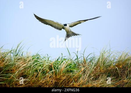 Sooty Tern (Sterna fuscata) in volo, Blinky Beach, Lord Howe Island, Lord Howe Island Group, patrimonio naturale dell'umanità dell'UNESCO, nuovo Galles del Sud, Australia Foto Stock