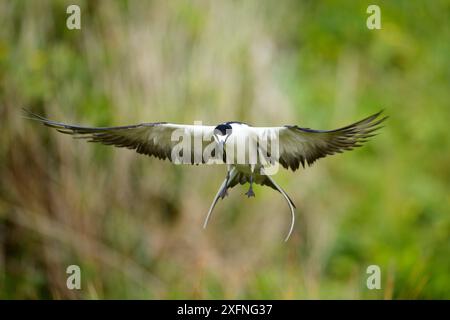 Sooty Tern (Sterna fuscata) in volo, Neds Beach, Lord Howe Island, Lord Howe Island Group, patrimonio naturale dell'umanità dell'UNESCO, nuovo Galles del Sud, Australia Foto Stock