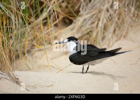 Sooty Tern (Sterna fuscata) sulla sabbia, Blinky Beach, Lord Howe Island, Lord Howe Island Group, sito Patrimonio naturale dell'Umanità dell'UNESCO, nuovo Galles del Sud, Australia Foto Stock