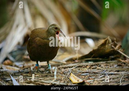 Lord Howe Rail (Gallirallus sylvestris) Lord Howe Island Group patrimonio naturale dell'umanità dell'UNESCO, nuovo Galles del Sud, Australia, ottobre. Foto Stock