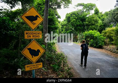 Segnali di avvertimento per uccelli di montone / Shearwater dai piedi polverosi (Puffinus carneipes) e Lord Howe Rail (Gallirallus sylvestris) sulla strada a Lord Howe Island, Lord Howe Island Group, patrimonio naturale dell'umanità dell'UNESCO, nuovo Galles del Sud, Australia. Modello rilasciato. Ottobre 2012. Foto Stock