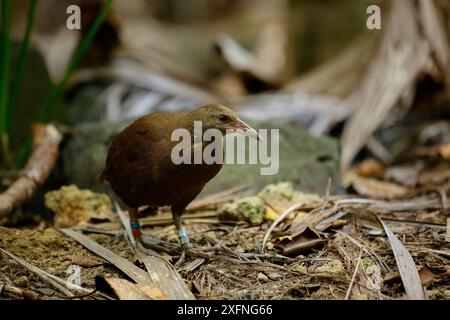 Lord Howe Rail o Woodhen (Gallirallus sylvestris) Lord Howe Island Group, patrimonio naturale dell'umanità dell'UNESCO, nuovo Galles del Sud, Australia Foto Stock