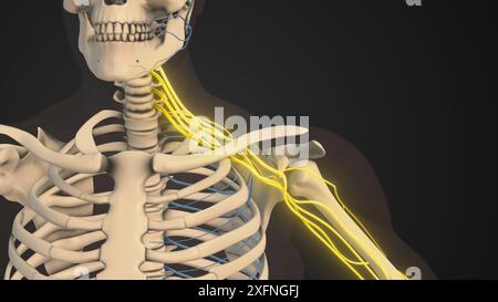 Rete del plesso brachiale di nervi nella struttura della spalla Foto Stock