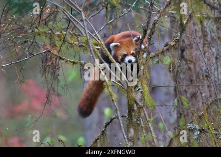 Panda rosso (Ailurus fulgens) Monte Balang, riserva naturale nazionale di Wolong, Santuari dei Panda giganti del Sichuan - Wolong, Monte Siguniang e Monti Jiajin, Patrimonio dell'Umanità dell'UNESCO, Provincia di Sichuan, Cina. Foto Stock