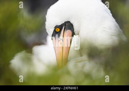 Nazca booby (Sula granti) ritratto dall'isola di Espanola, Galapagos. Foto Stock