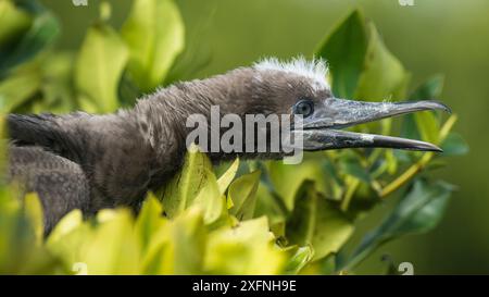 Ritratto di pulcino dai piedi rossi (Sula sula) tra le mangrovie di Genovesa, Galapagos. Foto Stock