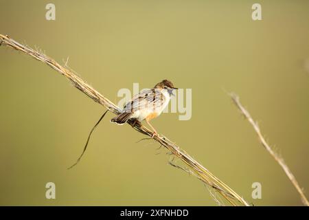 Zitting cisticola (Cisticola juncidis) riserva naturale di Rietvlei, provincia di Gauteng, Sudafrica. Foto Stock