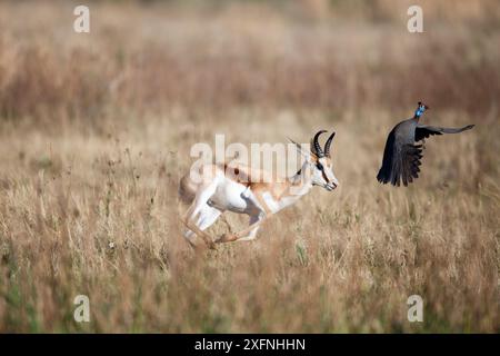 Springbok (Antidorcas marsupialis) spavento Guineafowl (Numida meleagris) maschio, riserva naturale di Rietvlei, Sudafrica Foto Stock