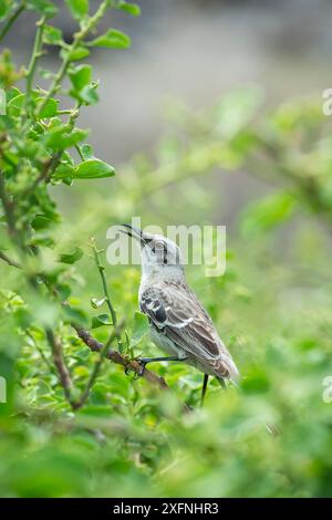 San Cristobal mockingbird (Nesomimus melanotis), San Cristobal Island, Galapagos. Foto Stock