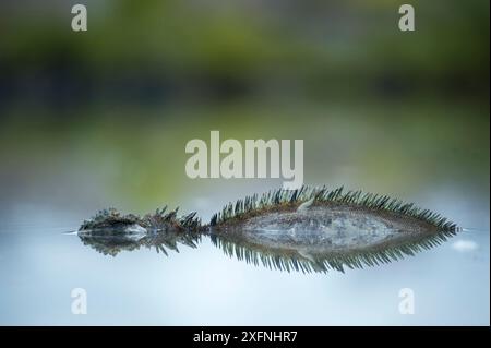 Iguana marina (Amblyrhynchus cristatus) sommersa in piscine salate per evitare le zanzare, l'isola di Santa Cruz, le Galapagos. Foto Stock