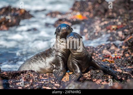 Leone marino delle Galapagos (Zalophus wollebaeki) due cuccioli trasportati sulla spiaggia, le Galapagos. Foto Stock