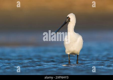 Becco reale (Platalea regia) in acqua poco profonda. Ashley River, Canterbury, nuova Zelanda. Luglio. Foto Stock