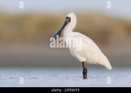 Spatola reale (Platalea regia) in piedi nel fiume. Ashley River, Canterbury, nuova Zelanda. Luglio Foto Stock