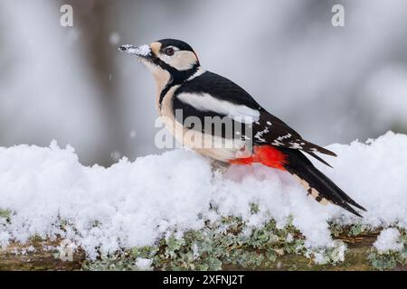 Il picchio maculato (Dendrocopus Major) è alla ricerca di cibo nella neve, durante le nevicate. Norvegia. Marzo. Foto Stock