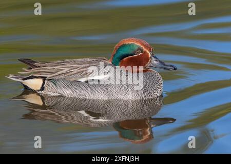 Tè comune o eurasiatico (Anas crecca) maschio, in acqua con riflesso. Norvegia. Maggio. Foto Stock