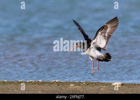 Oystercatcher variabile (Haematopus unicolor) adulti pied morph in volo in procinto di atterrare. Ashley River, Christchurch, nuova Zelanda. Agosto. Foto Stock