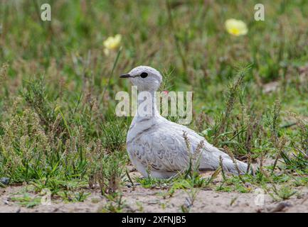 Cortigiano a doppia banda (Rhinoptilus africanus) raro colorazione leucistica, uovo da incubazione, Parco Nazionale di Etosha, Namibia. Foto Stock