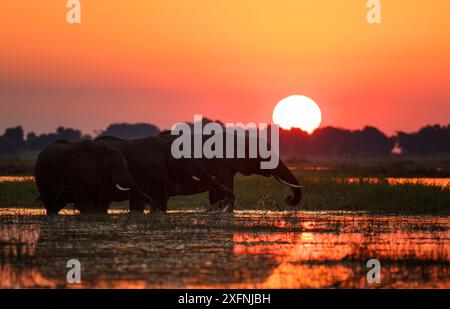 Elefante africano (Loxodonta africana) tramonto sul fiume Chobe, Chobe National Park, Botswana, giugno. Foto Stock