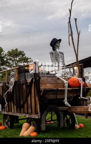 Scheletro umano bianco su carrozza di legno con zucche. Decorazione di Halloween. Foto Stock