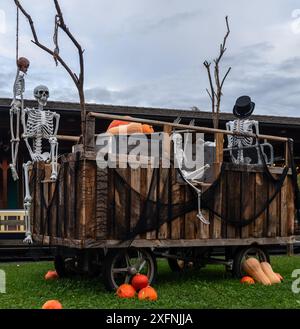 Scheletro umano bianco su carrozza di legno con zucche. Decorazione di Halloween. Foto Stock