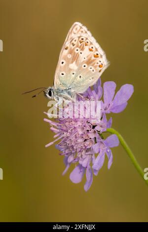 Farfalla blu di ciclismo maschile (Lysandra coridon) con ali chiuse che riposano su Devils-bit scabious (Succisa pratensis), Hatch Hill, Somerset, Regno Unito. Agosto 2016. Foto Stock