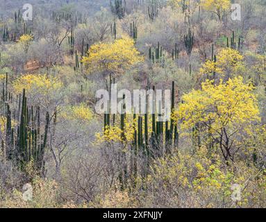 Fiori (Chamaecrista pilosa) nella foresta senza foglie con cactus Hecho (Pachycereus pecten-aboriginum) Sierra Alamos, Sonora, Messico, Foto Stock