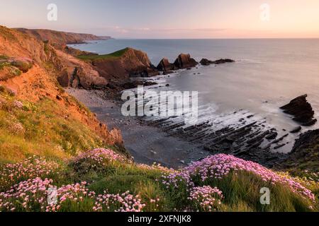 Il thrift rosa (Armeria maritima) cresce lungo le cime delle scogliere costiere, Hartland Quay, North Devon, Regno Unito. Maggio 2017. Foto Stock
