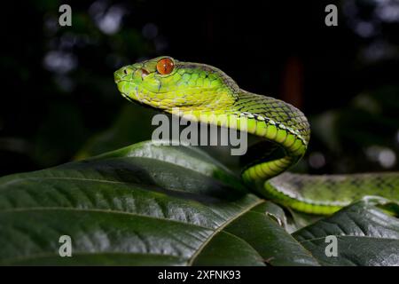 Sabah rattlesnakes (Trimeresurus sabahi) ritratto, Siberut isola. A ovest di Sumatra Foto Stock