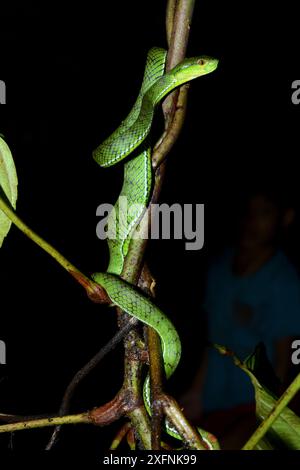 Sabah Pit viper (Trimeresurus sabahi) isola di Siberut. Sumatra occidentale Foto Stock