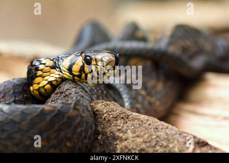 Caninana (Spilotes pullatus) riserva privata Parque do Zizo, San Paolo, riserve della foresta atlantica sud-est, patrimonio dell'umanità dell'UNESCO, Brasile. Foto Stock