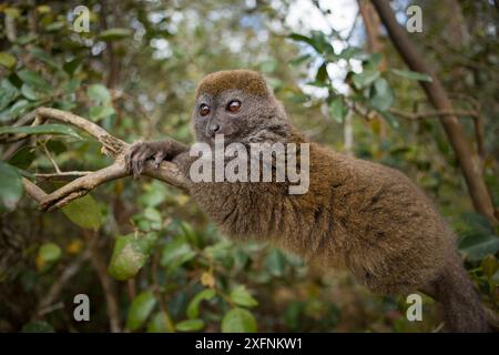 Lemur di bambù minore orientale (Hapalemur griseus) Parco Nazionale Andasibe-Mantadia, regione Alaotra-Mangoro, Madagascar orientale. Foto Stock