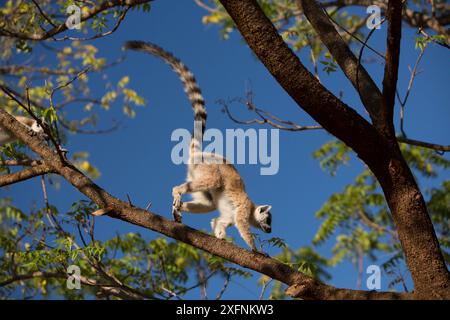 Lemure a coda anulare (Lemur catta) che corre lungo il ramo, Berenty Reserve, Madagascar. Foto Stock