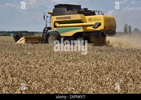 Una mietitrebbia taglia un campo di grano in un'azienda agricola vicino a Zaporizhzhia. Quest'anno (2024), il raccolto lordo di cereali in Ucraina sarà di circa 60 milioni di tonnellate. A causa della guerra, gli agricoltori avevano meno risorse materiali, quindi il raccolto non sarà notevolmente aumentato. Questo (60 milioni di tonnellate) non sarà sufficiente per aumentare le esportazioni. Tale parere è stato espresso dal presidente della Confederazione agraria Ucraina, Leonid Kozachenko. Foto Stock