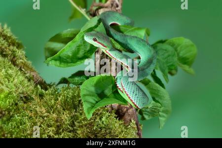 vipera del Papa (Trimeresurus popeorum) originaria dell'India settentrionale, del sud-est asiatico e di parti dell'Indonesia. Foto Stock