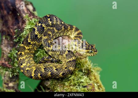 Usambara ciglia viper (Atheris ceratophora) in cattività, è presente in Tanzania. Foto Stock