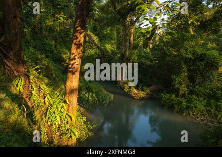 Piccolo ruscello nel Parco Nazionale di Manas, sito Patrimonio dell'Umanità dell'UNESCO, Assam, India. Foto Stock