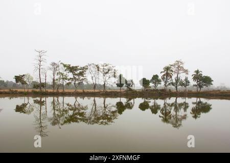 Alberi che si riflettono nell'acqua, Parco Nazionale di Manas, patrimonio dell'umanità dell'UNESCO, Assam, India. Foto Stock