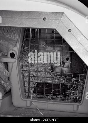 Pine Marten (Martes martes) in una gabbia in un furgone per il trasporto di animali in una stazione di servizio autostradale in viaggio dalla Scozia al Galles per un progetto di reintroduzione gestito dal Vincent Wildlife Trust, Scozia, settembre 2016. Modello rilasciato. Shot con luce a infrarossi per ridurre al minimo i disturbi. Foto Stock