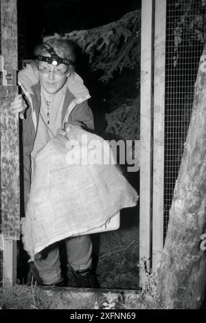 La dottoressa Jenny Macpherson entra in una gabbia a rilascio morbido di notte trasportando una martora di pino (Martes martes) in una cassa di trasporto all'arrivo dalla Scozia, durante un progetto di reintroduzione da parte del Vincent Wildlife Trust, Cambrian Mountains, Galles, Regno Unito, settembre 2016. Fotografato con luce a infrarossi per ridurre al minimo i disturbi. Modello rilasciato. Foto Stock