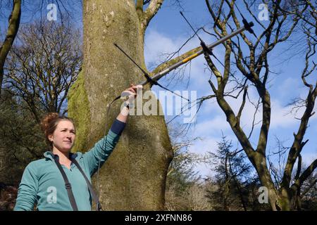 Catherine McNicol radiotracking in boschi misti di faggio e conifere per localizzare gli scoiattoli grigi con colletto radio (Sciurus carolinensis) nell'area in cui i loro predatori, Pine Martens (Martes martes) sono stati reintrodotti in Galles dal Vincent Wildlife Trust, Cambrian Mountains, Galles, Regno Unito, febbraio 2016. Modello rilasciato. Foto Stock