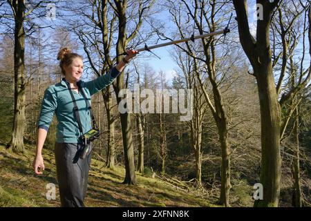 Catherine McNicol radiotracking in boschi misti di faggio e conifere per localizzare gli scoiattoli grigi con colletto radio (Sciurus carolinensis) nell'area in cui i loro predatori, Pine Martens (Martes martes) sono stati reintrodotti in Galles dal Vincent Wildlife Trust, Cambrian Mountains, Galles, Regno Unito, febbraio 2016. Modello rilasciato. Foto Stock