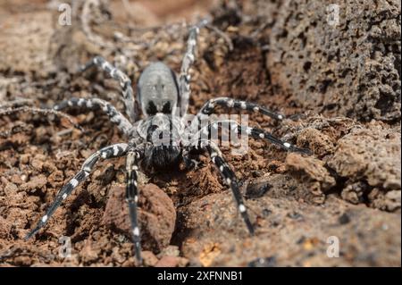 Maschio Deserta grande lupo ragno (Hogna ingens), Deserta grande, Madeira, Portogallo. In pericolo critico. Foto Stock