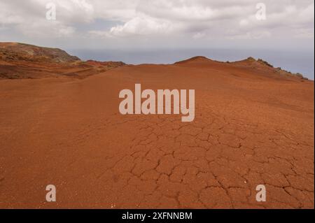 Arido paesaggio della deserta grande, habitat abituale del ragno lupo della deserta grande (Hogna ingens), Madeira, Portogallo. 2013. Foto Stock