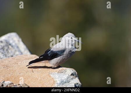 Clark's nutcracker (Nucifraga columbiana) Rainbow Corner, Rocky Mountains National Park, Colorado. USA, settembre. Foto Stock