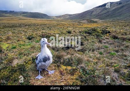 Tristan albatross (Diomedea dabbenena) pulcino grande in attesa del ritorno dei genitori. Gough Island, gruppo Tristan da Cunha, Atlantico meridionale. Foto Stock