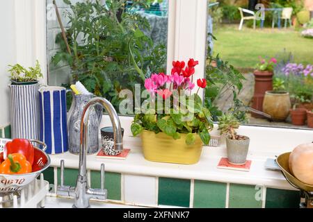 Finestra della cucina con vista sulle piante di pomodoro che crescono in un giardino di casa, la camera è luminosa e luminosa con ornamenti accanto alla finestra Foto Stock