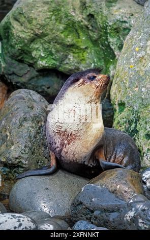 Toro della foca subantartica (Arctocephalus tropicalis). Isola di Gough, Gough e Isole inaccessibili, patrimonio dell'umanità dell'UNESCO, Atlantico meridionale. Foto Stock