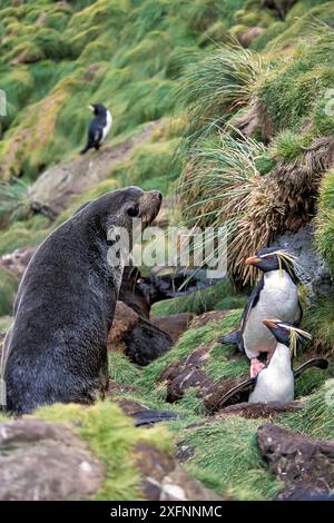 Pinguino di Rockhopper settentrionale (Eudyptes moseleyi) in una colonia nidificante con foca da pelliccia subantartica (Arctocephalus tropicalis) Gough Island, Gough e Isole inaccessibili, patrimonio dell'umanità dell'UNESCO, Atlantico meridionale. Foto Stock