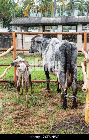 Una mucca e il suo vitello aspettano di essere munti in un piccolo fienile in una giornata fredda in Colombia Foto Stock