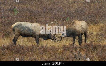 Due giovani alci (Cervus canadensis) che praticano il rutting, Rocky Mountain National Park, Colorado, USA, ottobre. Foto Stock